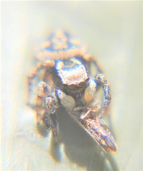 Habronattus cambridgei