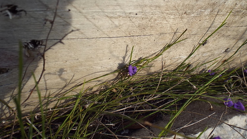 Image of Psoralea restioides by (c) Charles Stirton, some rights reserved (CC BY-SA)