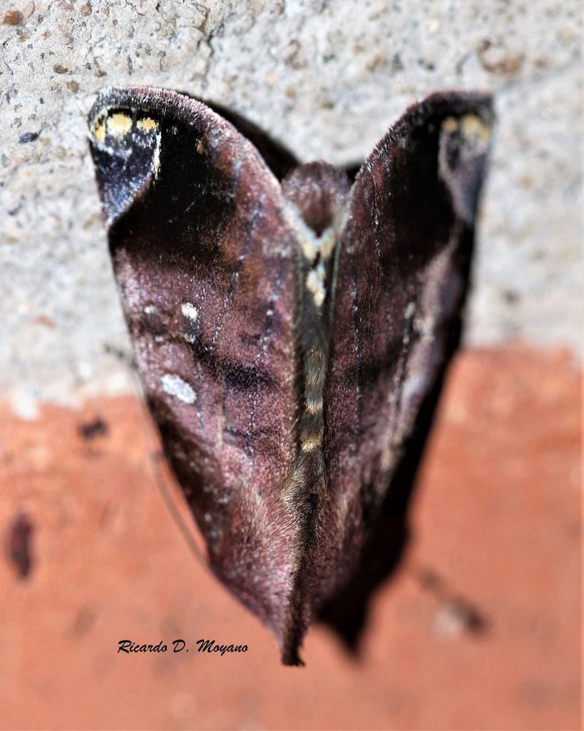 Hemicephalis agenoria