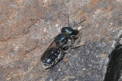 Osmia submicans