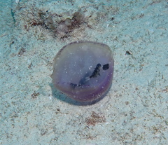 Thysanostoma