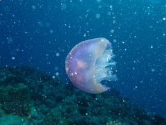 Thysanostoma
