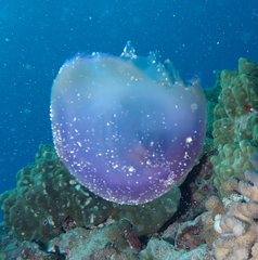 Thysanostoma