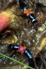 Mysolius chalcopterus