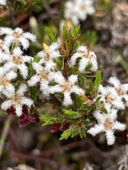 Pentachondra ericifolia