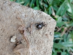 Steatoda autumnalis
