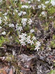 Pentachondra ericifolia