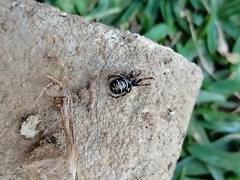 Steatoda autumnalis