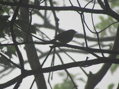 Myiothlypis flaveola