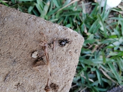 Steatoda autumnalis