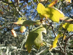 Quercus × subconvexa