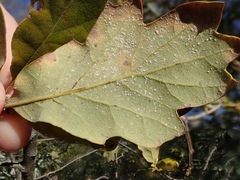 Quercus × subconvexa