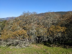 Quercus × subconvexa