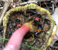 Mysolius chalcopterus