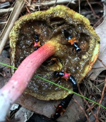 Mysolius chalcopterus