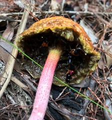 Mysolius chalcopterus