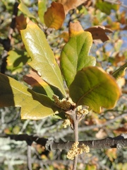 Quercus × subconvexa