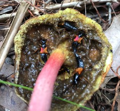 Mysolius chalcopterus