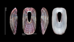 Macroschisma sinense