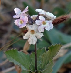 Pitraea cuneato-ovata