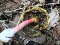 Mysolius chalcopterus