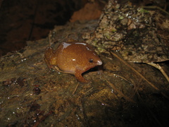 Synapturanus salseri