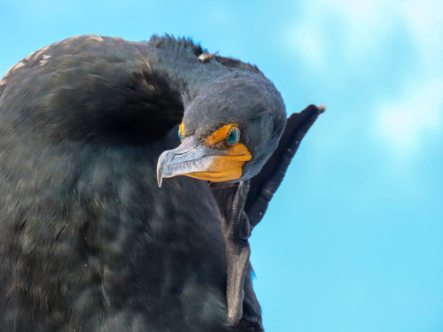 Cormorán orejudo (Nannopterum auritum)