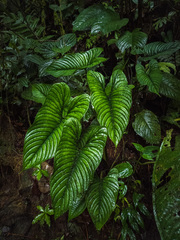 Philodendron lynnhannoniae