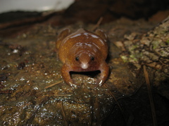 Synapturanus salseri