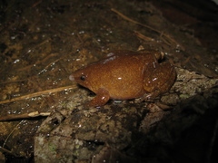 Synapturanus salseri