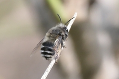 Anthophora alluaudi