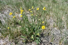 Ranunculus pedatifidus affinis