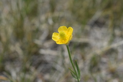Ranunculus pedatifidus affinis