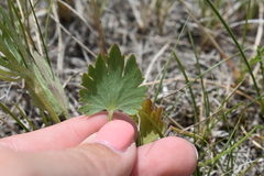 Ranunculus pedatifidus affinis