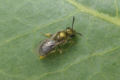 Lasioglossum loetum