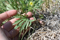 Ranunculus pedatifidus affinis
