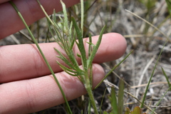 Ranunculus pedatifidus affinis
