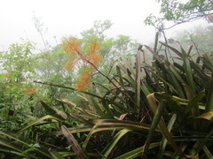 Aechmea leptantha