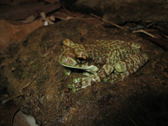 Trachycephalus cunauaru