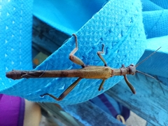 Damasippus