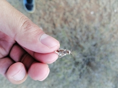 Trachyrhachys aspera