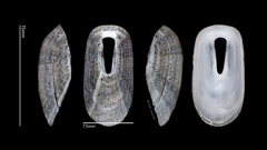 Macroschisma sinense