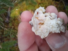 Pseudospongipellis delectans