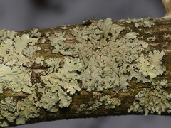 Hypotrachyna showmanii