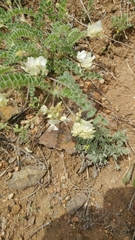 Astragalus parryi