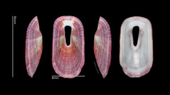 Macroschisma sinense