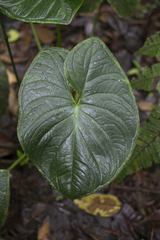 Xanthosoma mansellii