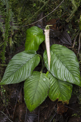 Philodendron squamipetiolatum
