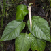 Philodendron squamipetiolatum - Photo (c) njweess, μερικά δικαιώματα διατηρούνται (CC BY-NC)