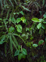 Philodendron squamipetiolatum